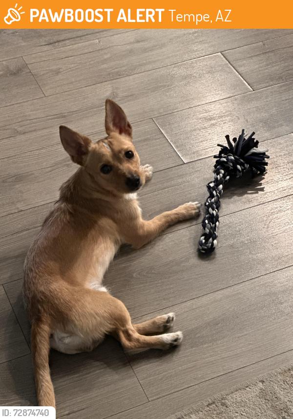 Found/Stray Male Dog last seen Broadway , Tempe, AZ 85282