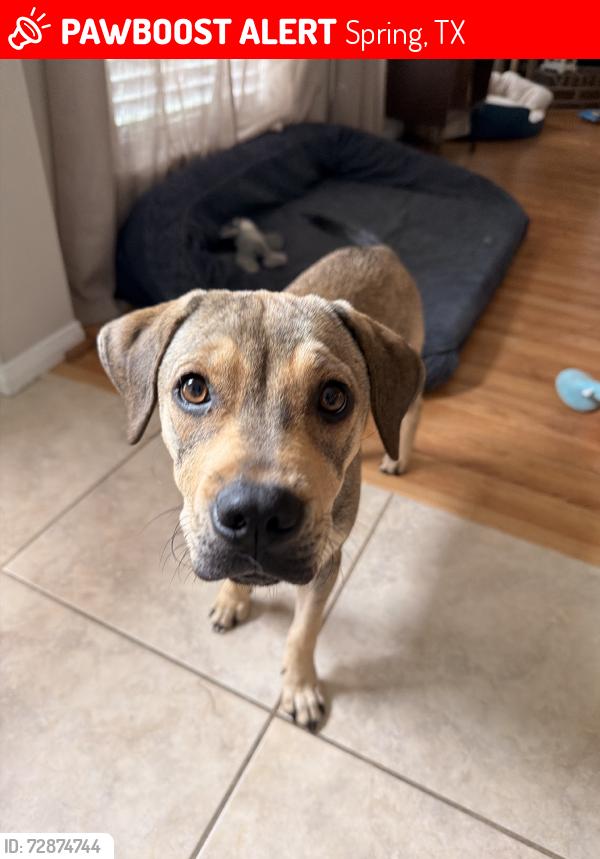 Lost Female Dog last seen Shell gas station on robinson rd, Spring, TX 77386