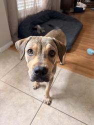 Lost Female Dog last seen Shell gas station on robinson rd, Spring, TX 77386