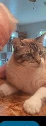 Lost Male Cat last seen Cedar tree lane Naples fl 34116, Collier County, FL 34116