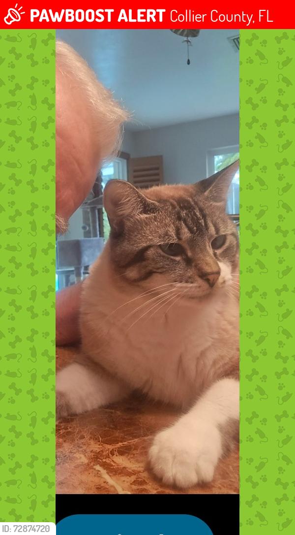 Lost Male Cat last seen Cedar tree lane Naples fl 34116, Collier County, FL 34116