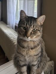 Lost Male Cat last seen Helderberg , Albany, NY 12208