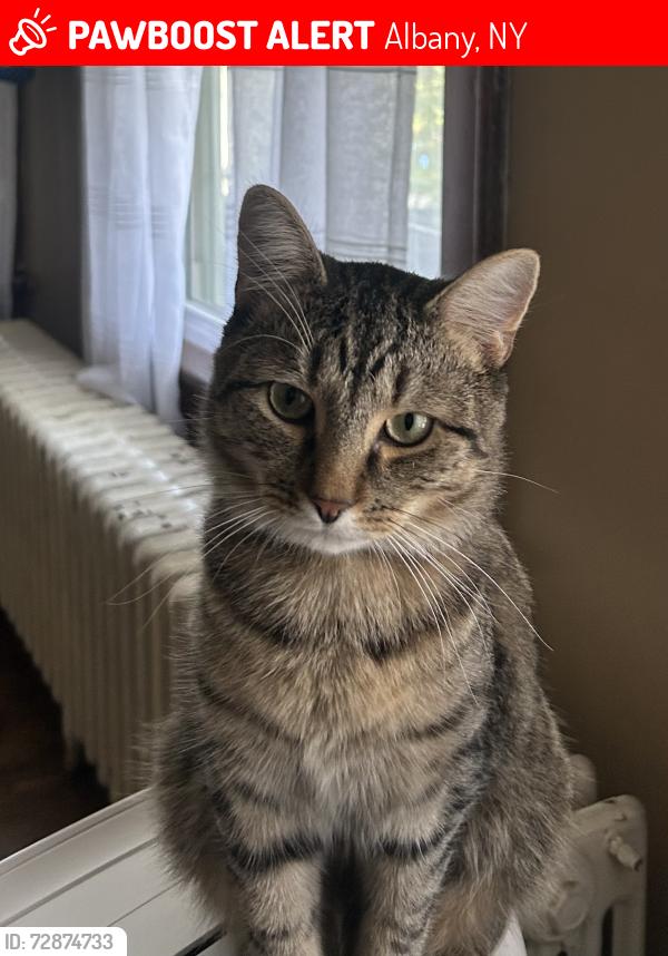 Lost Male Cat last seen Helderberg , Albany, NY 12208
