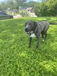 Found/Stray Female Dog last seen Lone Shadow Trail, Live Oak, TX 78233