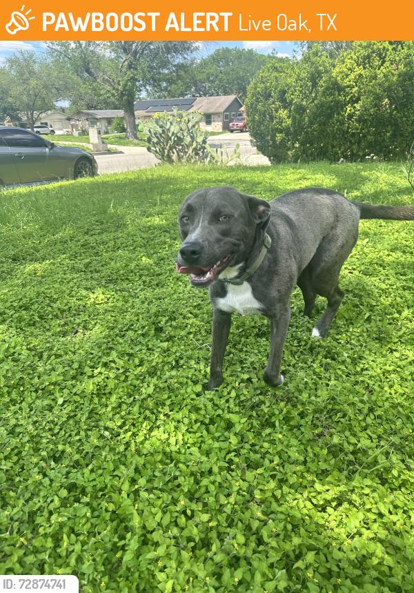 Found/Stray Female Dog last seen Lone Shadow Trail, Live Oak, TX 78233