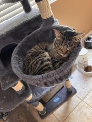 Lost Male Cat last seen Redbud way , Antioch, CA 94509