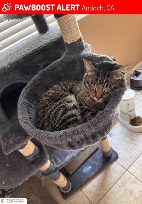 Lost Male Cat last seen Redbud way , Antioch, CA 94509