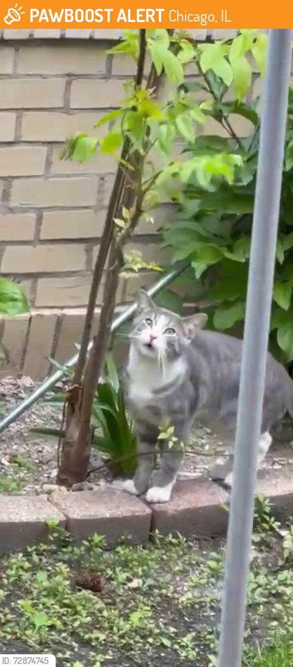 Found/Stray Male Cat last seen Near N Richmond St, Chicago, IL 60659