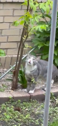 Found/Stray Male Cat last seen Near N Richmond St, Chicago, IL 60659