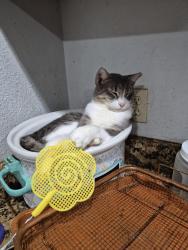 Lost Male Cat last seen Woodside and maderia, Orange Park, FL 32073