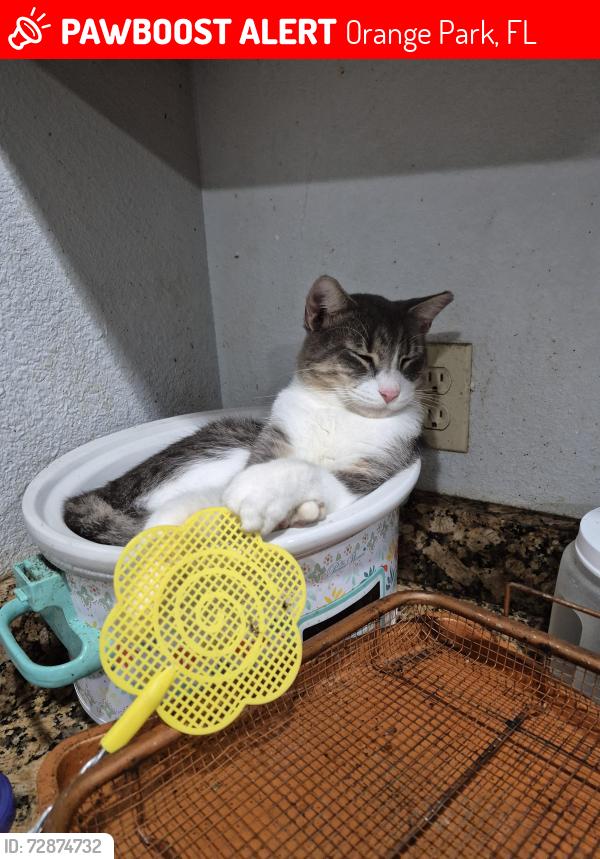 Lost Male Cat last seen Woodside and maderia, Orange Park, FL 32073