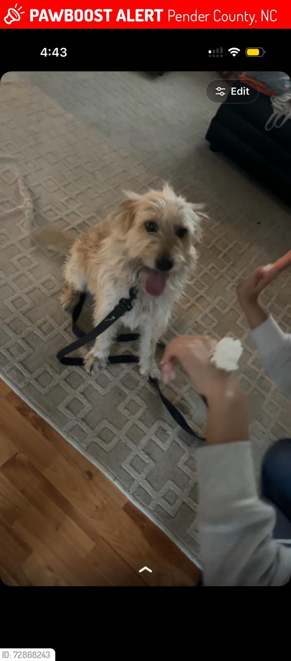 Lost Male Dog last seen jumpin run trail, Pender County, NC 28435