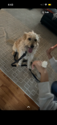 Lost Male Dog last seen jumpin run trail, Pender County, NC 28435