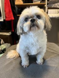 Lost Male Dog last seen 75th and Portsche lane , Lincoln, NE 68516