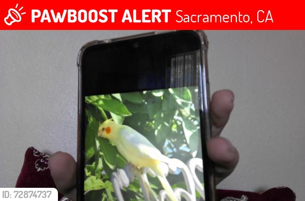 Lost Female Bird last seen it was on a tree in front of 3001 Berkshire way, Sacramento, CA 95864
