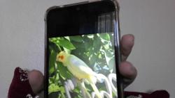 Lost Female Bird last seen it was on a tree in front of 3001 Berkshire way, Sacramento, CA 95864