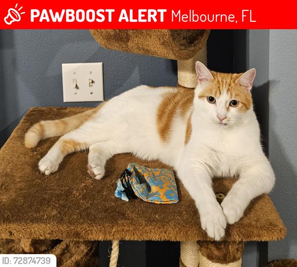 Lost Male Cat last seen Fairmont (off of Dairy Rd), Melbourne, FL 32904