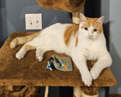 Lost Male Cat last seen Fairmont (off of Dairy Rd), Melbourne, FL 32904