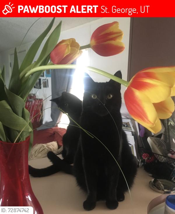 Lost Male Cat last seen Near n Dixie Downs Rd , St. George, UT 84770