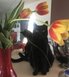 Lost Male Cat last seen Near n Dixie Downs Rd , St. George, UT 84770
