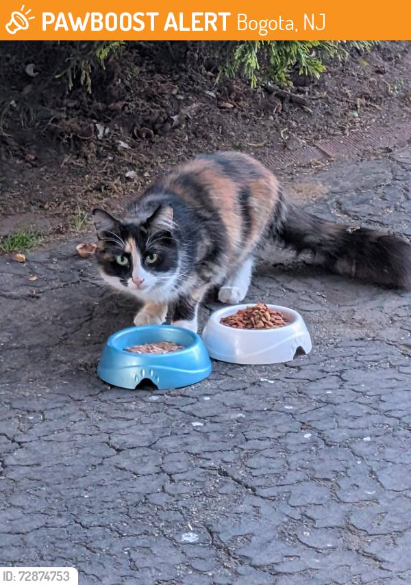 Found/Stray Unknown Cat last seen Larch Ave & Munn Ave, Bogota, Bogota, NJ 07603