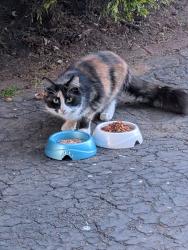 Found/Stray Unknown Cat last seen Larch Ave & Munn Ave, Bogota, Bogota, NJ 07603