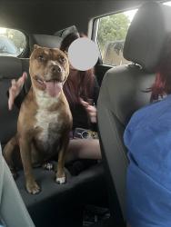 Lost Female Dog last seen 24th and Mirror, Amarillo, TX 79107