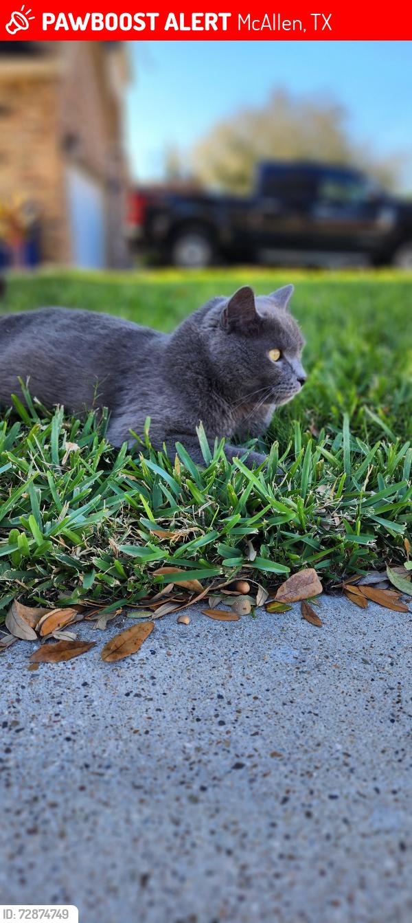 Lost Male Cat last seen DOVE AND WARE RD, McAllen, TX 78504