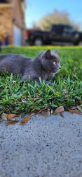 Lost Male Cat last seen DOVE AND WARE RD, McAllen, TX 78504