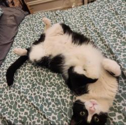 Reunited Male Cat last seen Newkirk Street & Morris Street, Philadelphia, PA 19145
