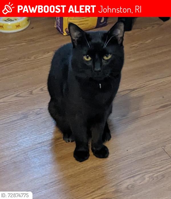Lost Male Cat last seen Plainfield Street, Johnston, RI 02919