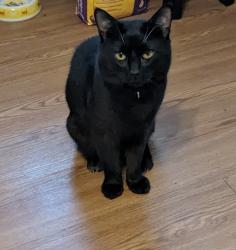 Lost Male Cat last seen Plainfield Street, Johnston, RI 02919