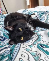 Lost Female Cat last seen Delaware and 51st, Kansas City, MO 64133