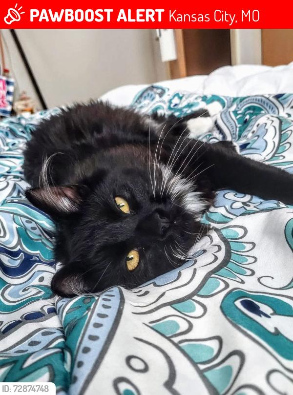 Lost Female Cat last seen Delaware and 51st, Kansas City, MO 64133