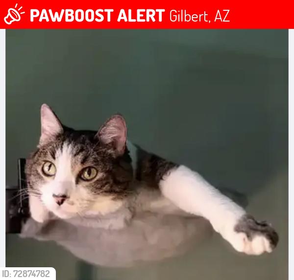 Lost Female Cat last seen Lindsay Road and Queen Creek, Gilbert, AZ 85298