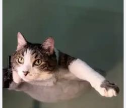 Lost Female Cat last seen Lindsay Road and Queen Creek, Gilbert, AZ 85298