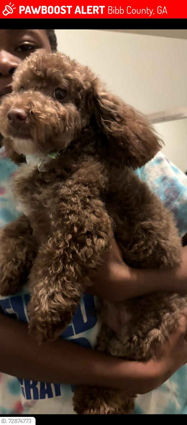 Lost Male Dog last seen Apple valley rd , Bibb County, GA 31217