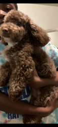 Lost Male Dog last seen Apple valley rd , Bibb County, GA 31217