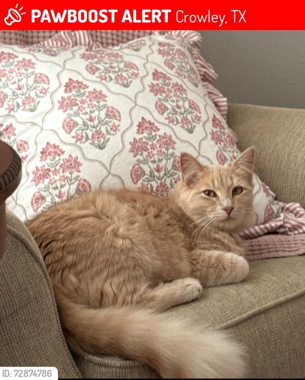 Lost Male Cat last seen Windy spring and brewer, Crowley, TX 76036