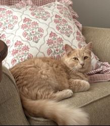 Lost Male Cat last seen Windy spring and brewer, Crowley, TX 76036