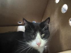 Found/Stray Female Cat last seen Near block of ord St NE, Canton, OH 44714