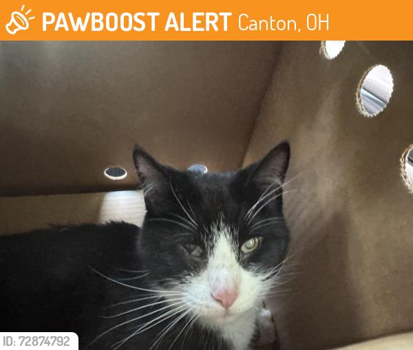 Found/Stray Female Cat last seen Near block of ord St NE, Canton, OH 44714