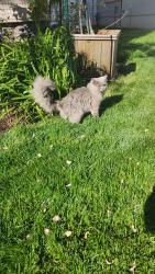 Found/Stray Unknown Cat last seen Tenafly Rd and Highwood Ave, Englewood, NJ 07631