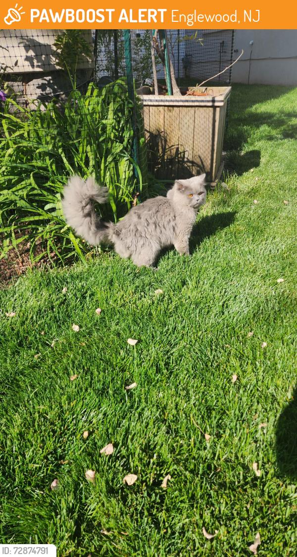Found/Stray Unknown Cat last seen Tenafly Rd and Highwood Ave, Englewood, NJ 07631