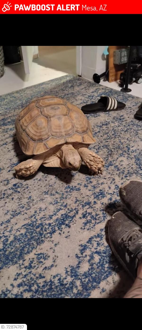 Lost Female Reptile last seen Extension and University , Mesa, AZ 85201