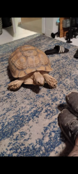 Lost Female Reptile last seen Extension and University , Mesa, AZ 85201