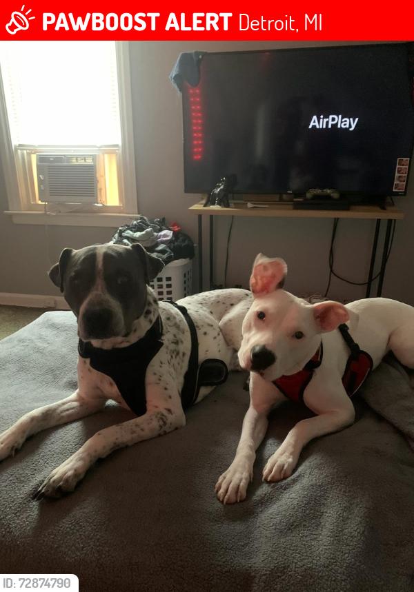 Lost Female Dog last seen 8 mile and ryan rd, Detroit, MI 48234