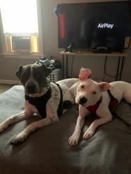 Lost Female Dog last seen 8 mile and ryan rd, Detroit, MI 48234