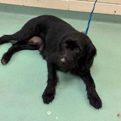 Shelter Stray Female Dog last seen , Memphis, TN 38133