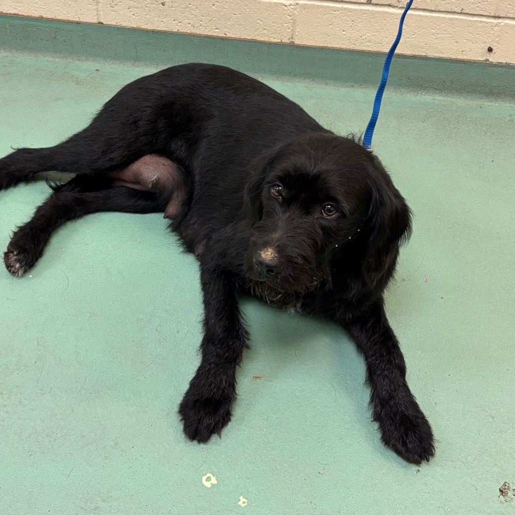 Shelter Stray Female Dog last seen , Memphis, TN 38133